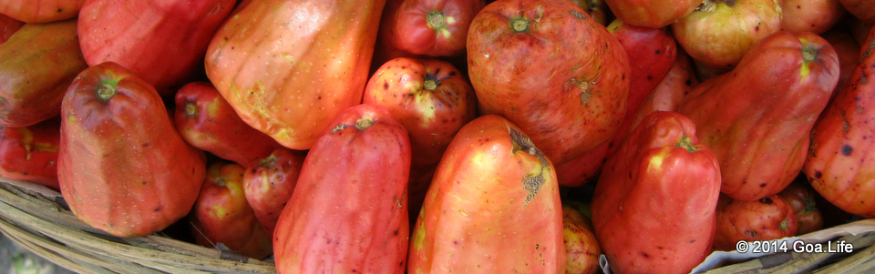 The Portuguese traders brought the wonder-nut , cashew nut , from the eastern coasts of South America, sometimes in the 16th century. Well, it's the nut they brought , not the Feni. It took the Goan ingenuity for the otherwise not so edible cashew fruit to find its fiery expression as Feni.