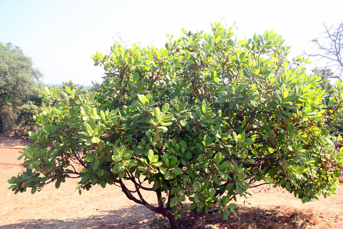 Ble it all on this humble looking tree. Ye. That's where the cashew apple grows!